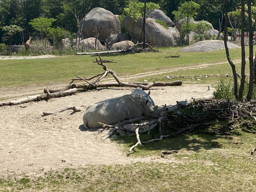 Bild der Nashörner im Zoo Zürich