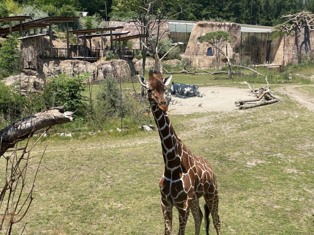 Bild einer Giraffe im Zoo Zürich