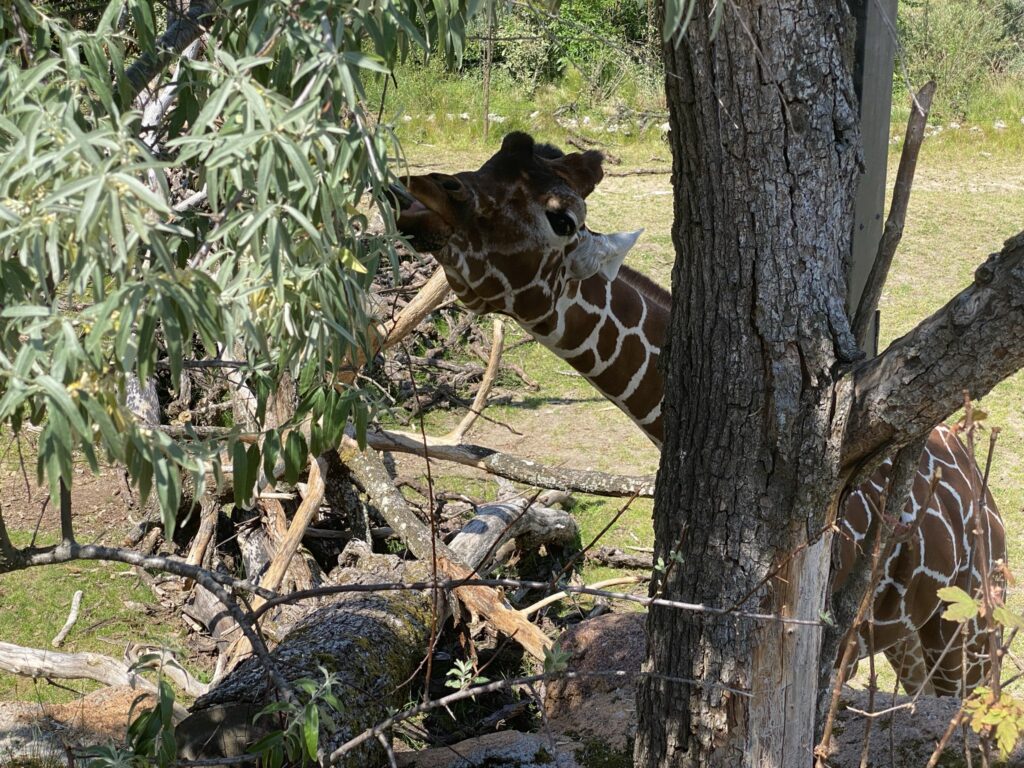 Bild einer Giraffe im Zoo Zürich