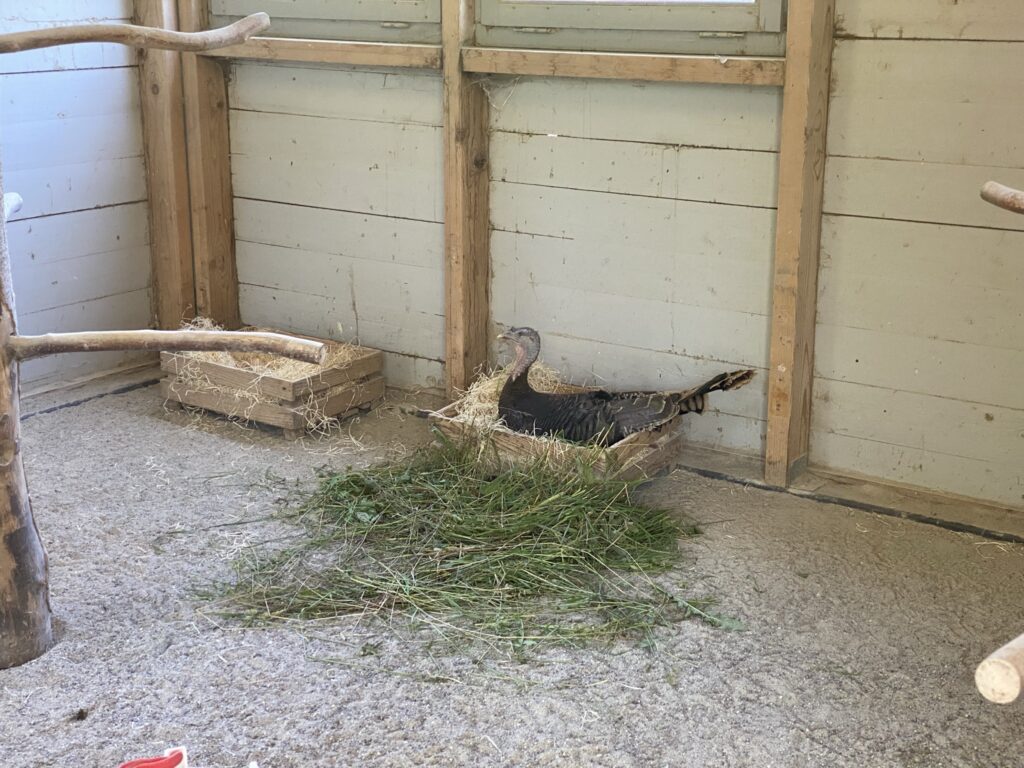 Bild einer Truten im Zoo Zürich