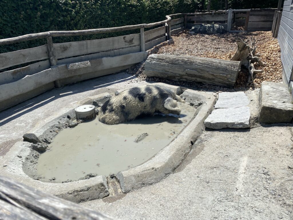 Bild eines Schweins im Zoo Zürich