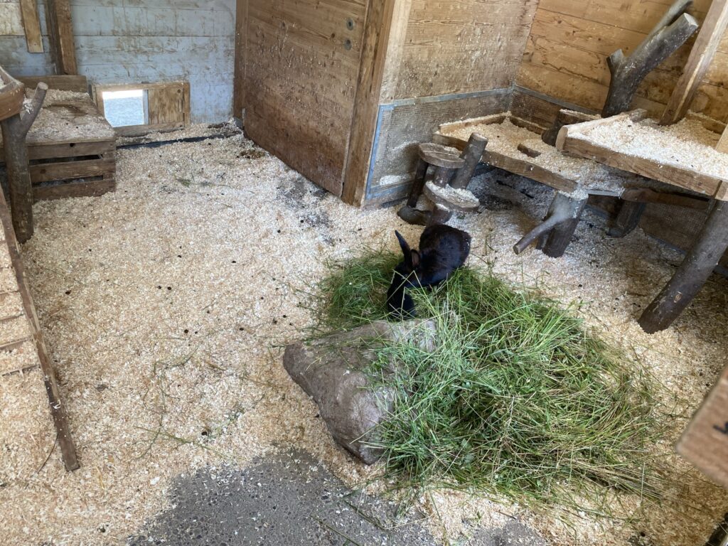 Bild von Hasen im Zoo Zürich