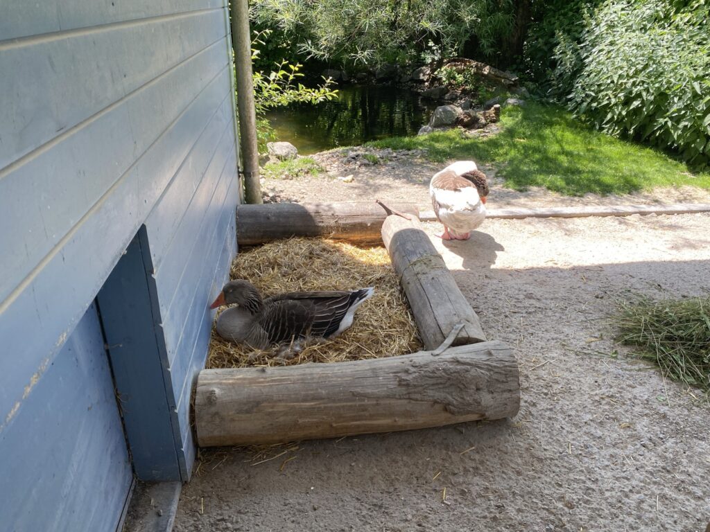 Bild von Enten im Zoo Zürich