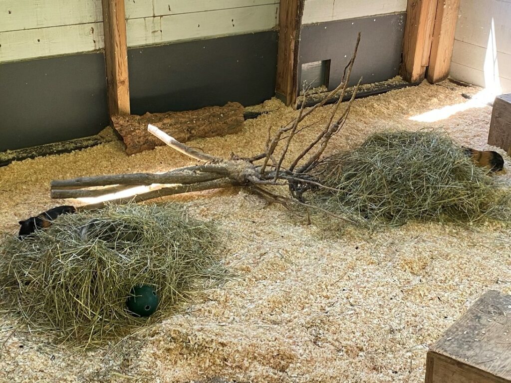 Bild von Meerschweinchen im Zoo Zürich