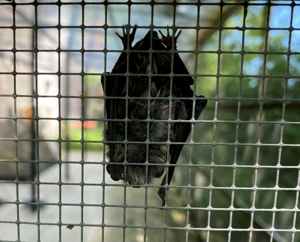 Bild einer Fledermaus in der Fledermaus-Notpflegestation