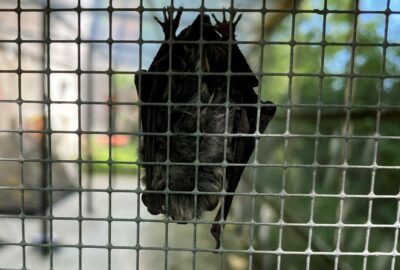 Bild einer Fledermaus in der Fledermaus-Notpflegestation