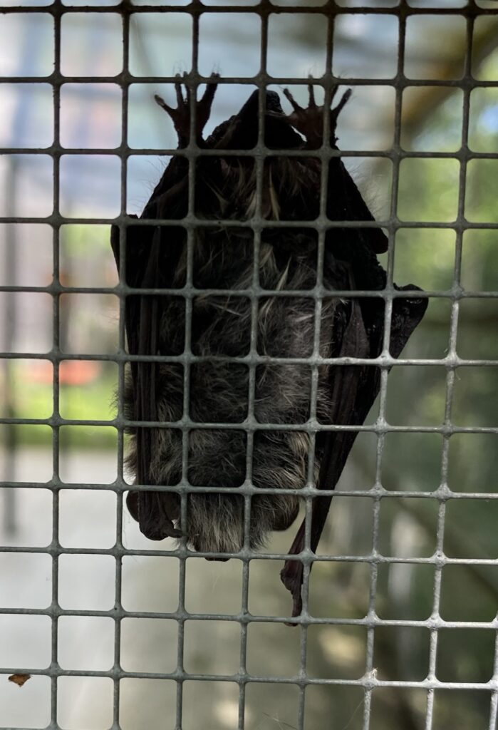 Bild einer Fledermaus in der Fledermaus-Notpflegestation