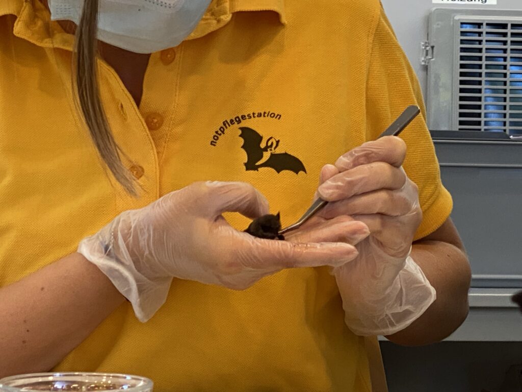 Bild einer Fledermaus in der Fledermaus-Notpflegestation