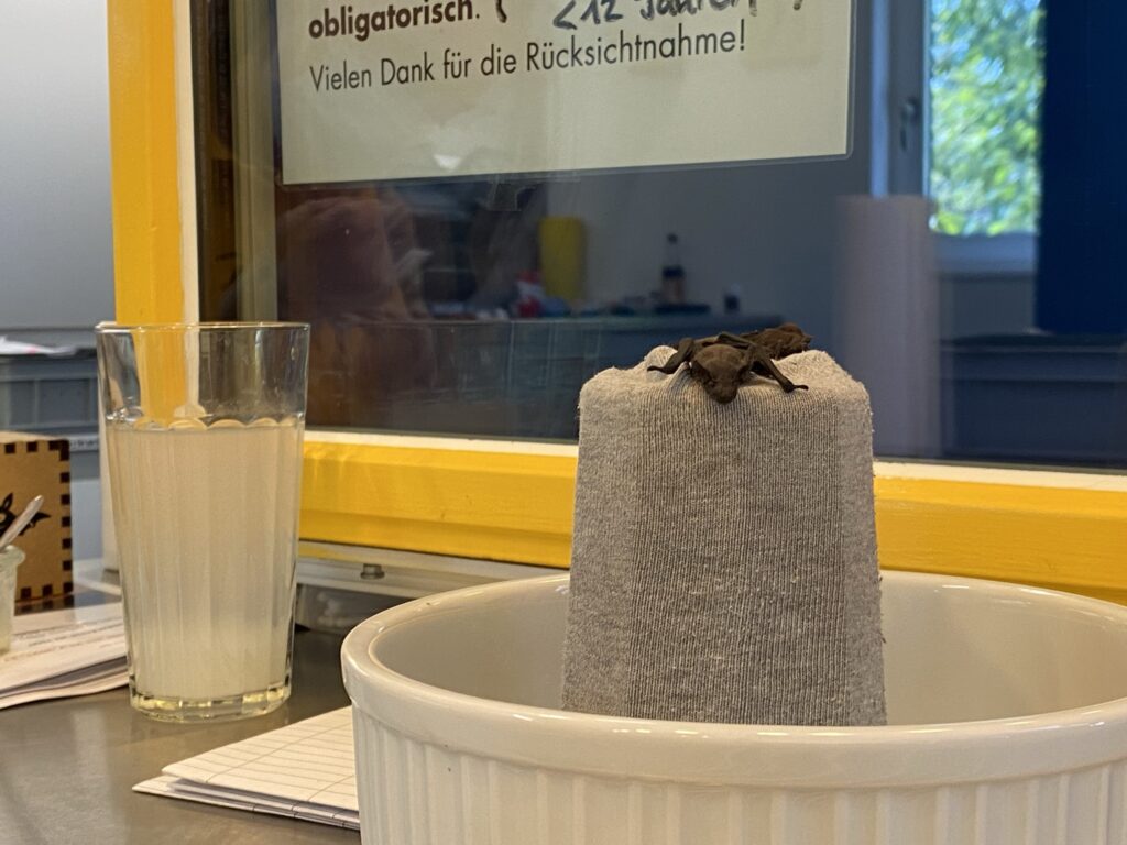 Bild einer Fledermaus in der Fledermaus-Notpflegestation