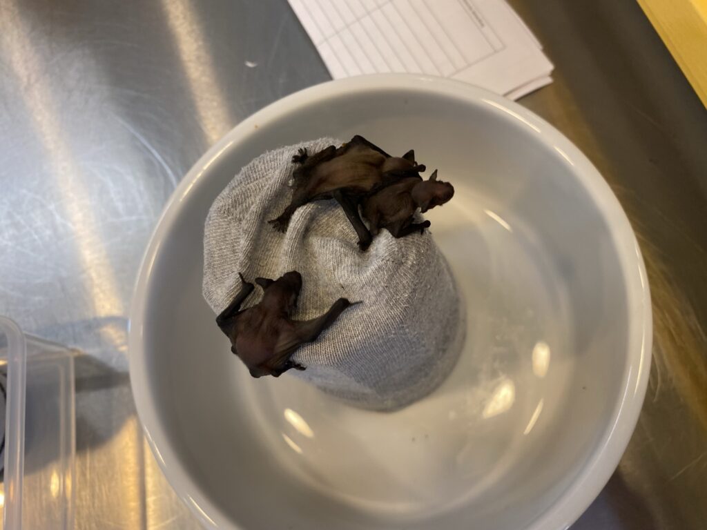 Bild einer Fledermaus in der Fledermaus-Notpflegestation