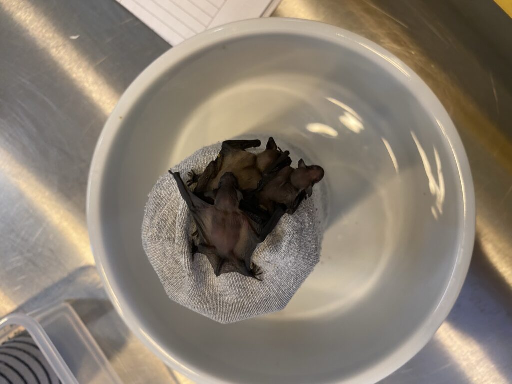 Bild einer Fledermaus in der Fledermaus-Notpflegestation