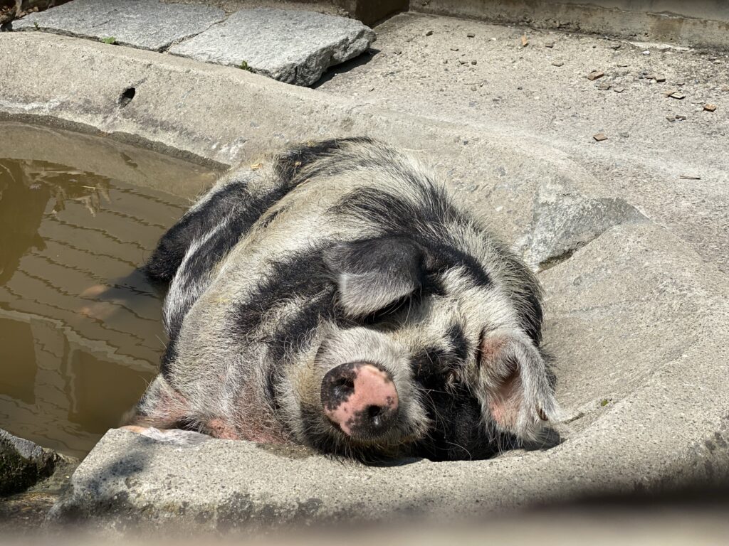 Bild eines Säulis im Zoo Zürich