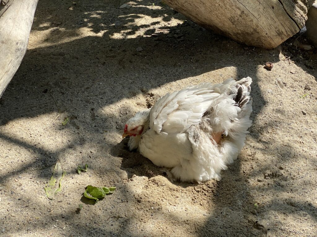 Bild eines Huhns im Zoo Zürich