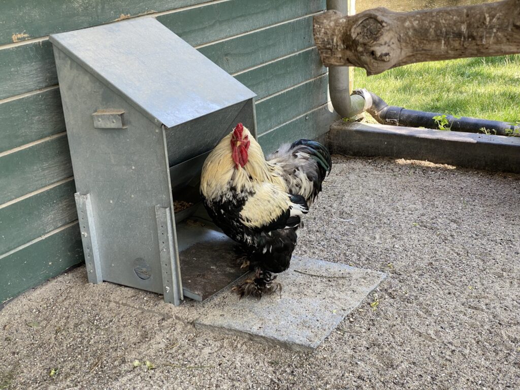 Bild eines Güggels im Zoo Zürich