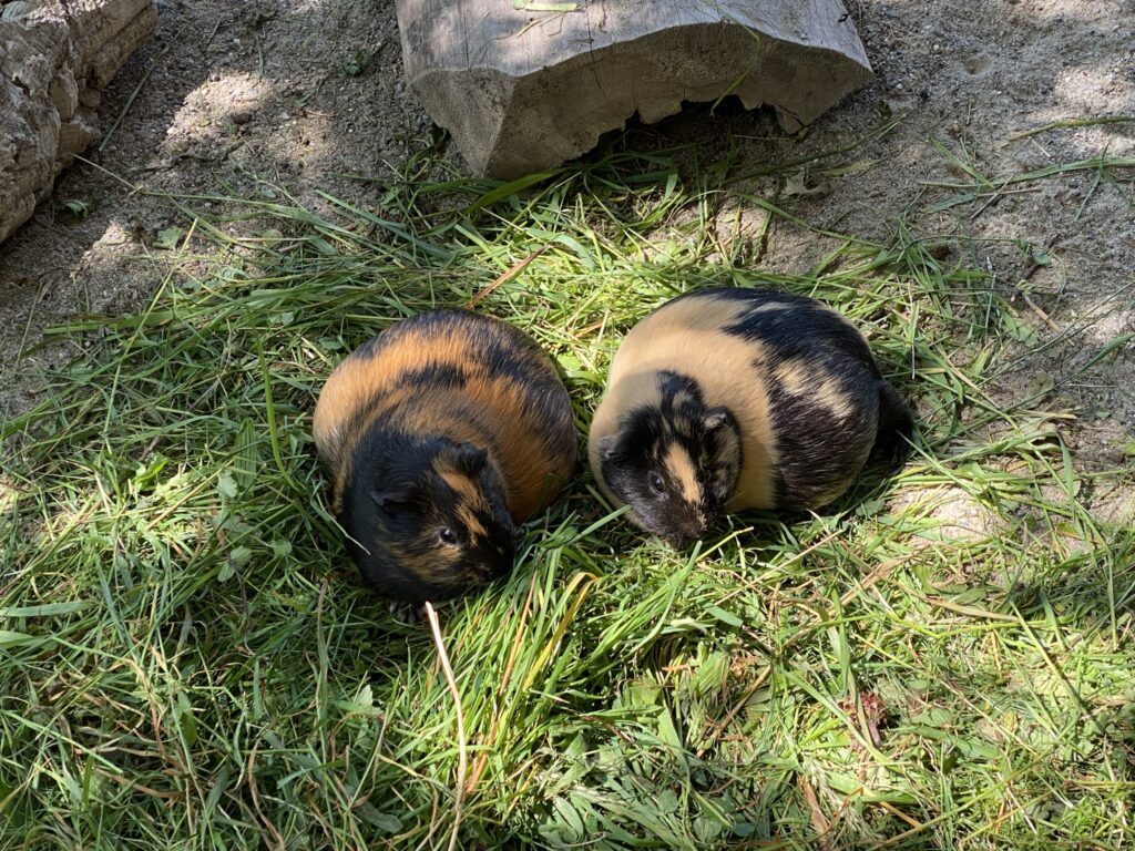 Bild zweier hochschwangeren Meerschweinchen im Zoo Zürich