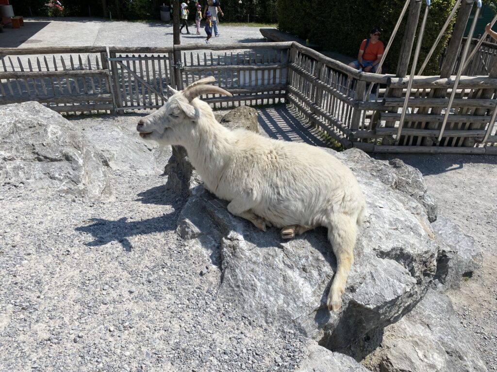 Bild einer Ziege im Zoo Zürich