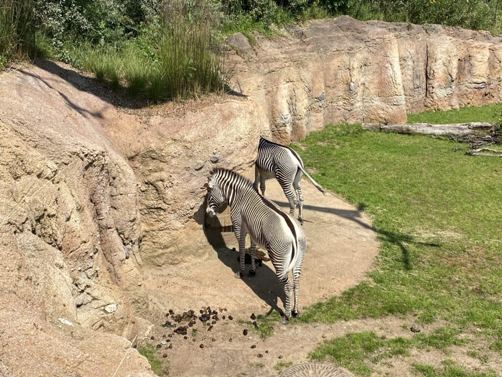Bild der Zebras im Zoo Zürich