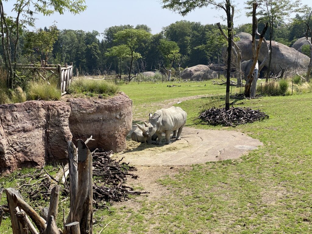 Bild der Nashörner im Zoo Zürich