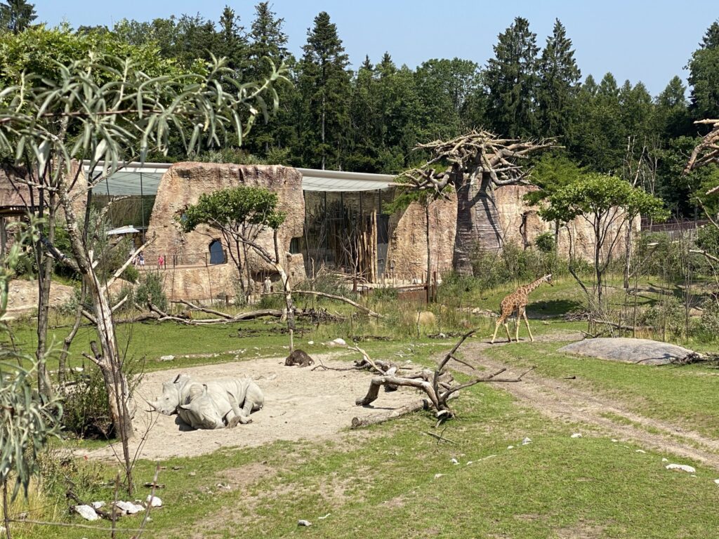 Bild der Nashörner im Zoo Zürich