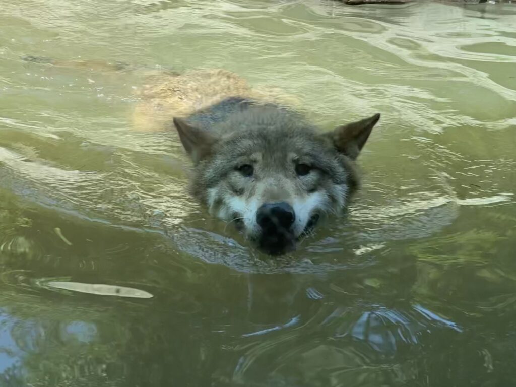 Bild der Wölfe im Zoo Zürich