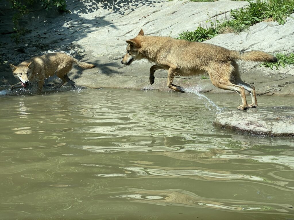 Bild der Wölfe im Zoo Zürich