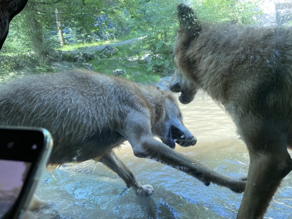 Bild der Wölfe im Zoo Zürich