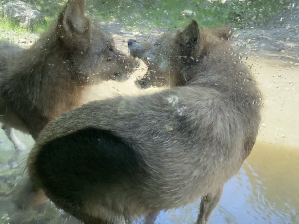 Bild der Wölfe im Zoo Zürich