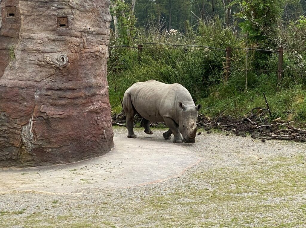 Bild des Nashorns Kimba im Zoo Zürich