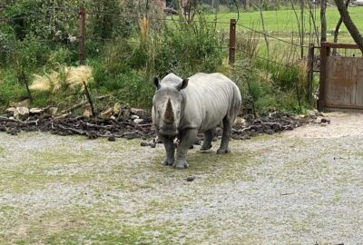 Bild des Nashorns Kimba im Zoo Zürich