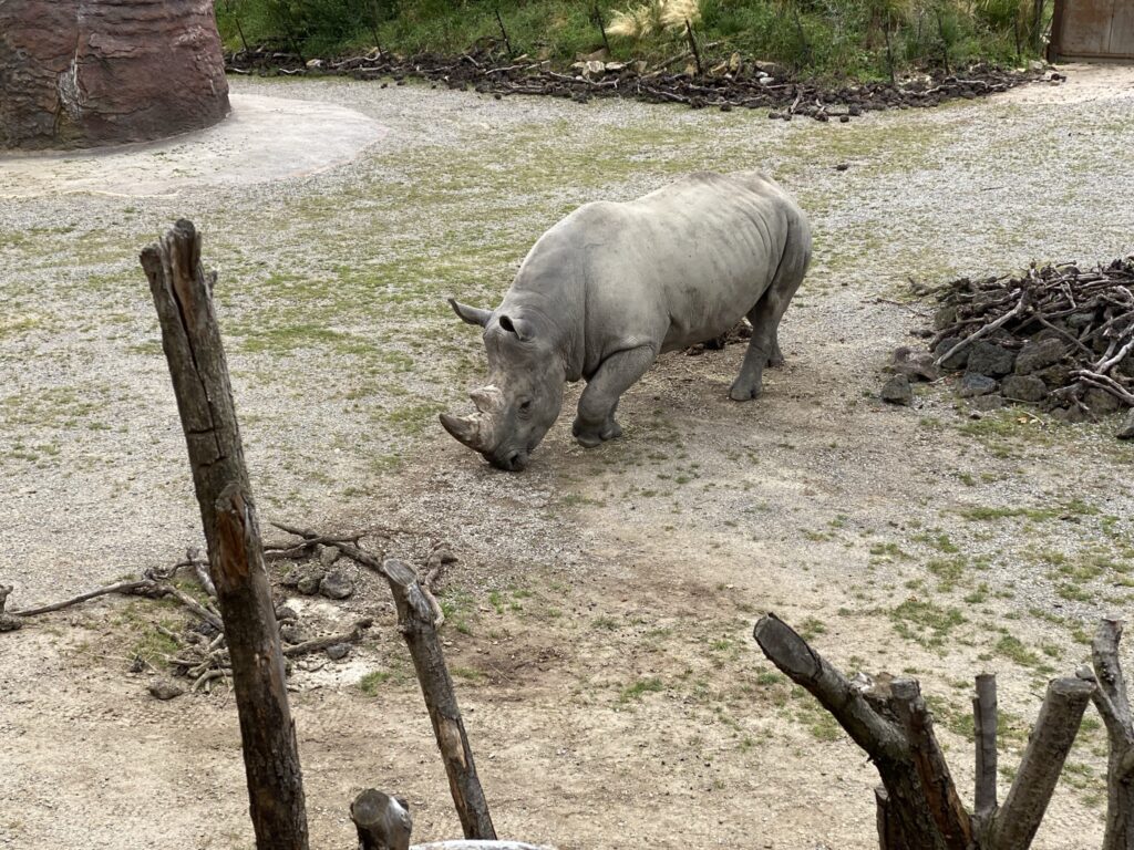 Bild des Nashorns Kimba im Zoo Zürich