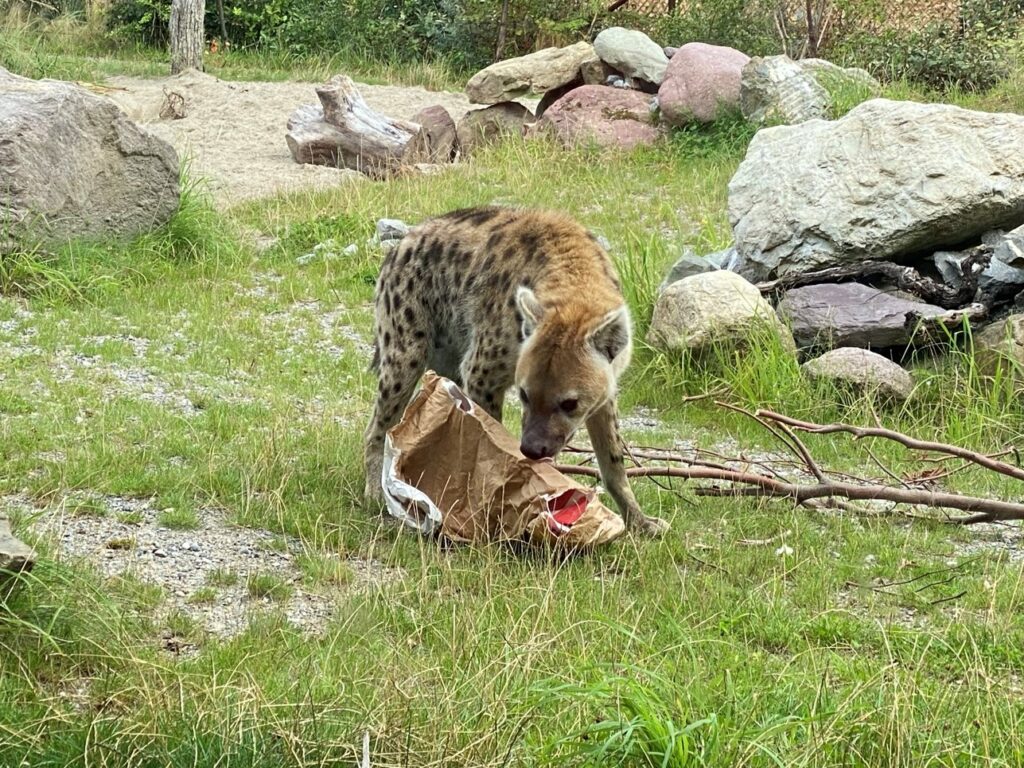 Bild der Hyäne im Zoo Zürich