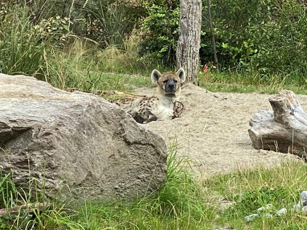 Bild der Hyäne im Zoo Zürich
