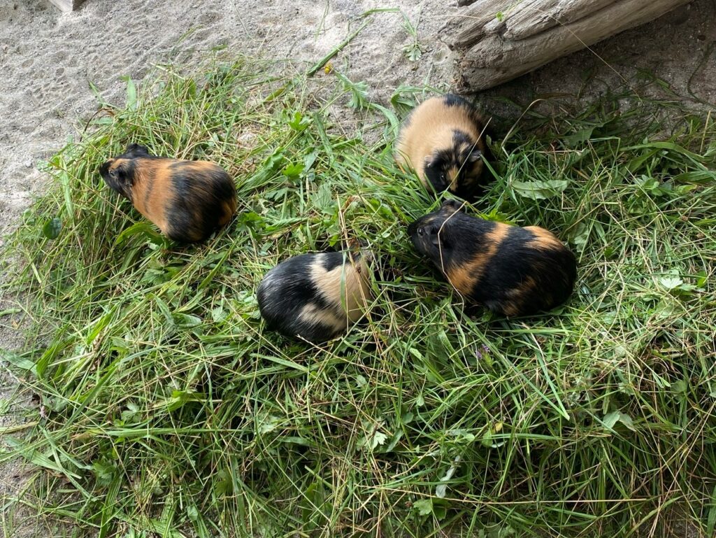 Bild der Meerschweinchen im Zoo Zürich