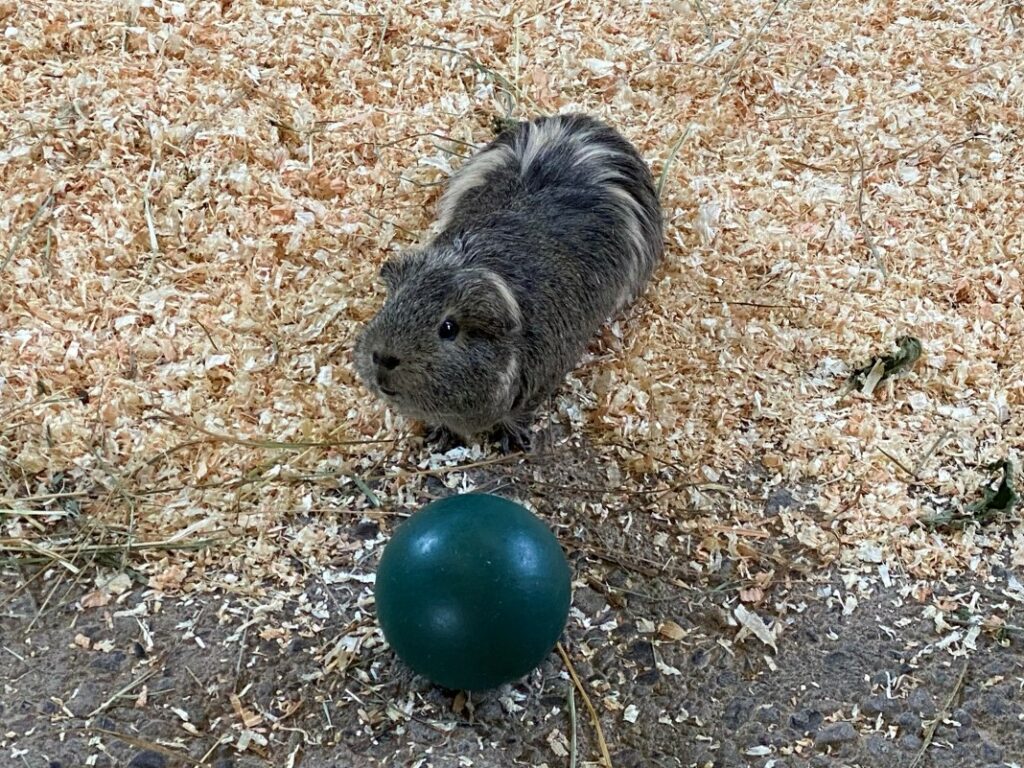 Bild der Meerschweinchen im Zoo Zürich