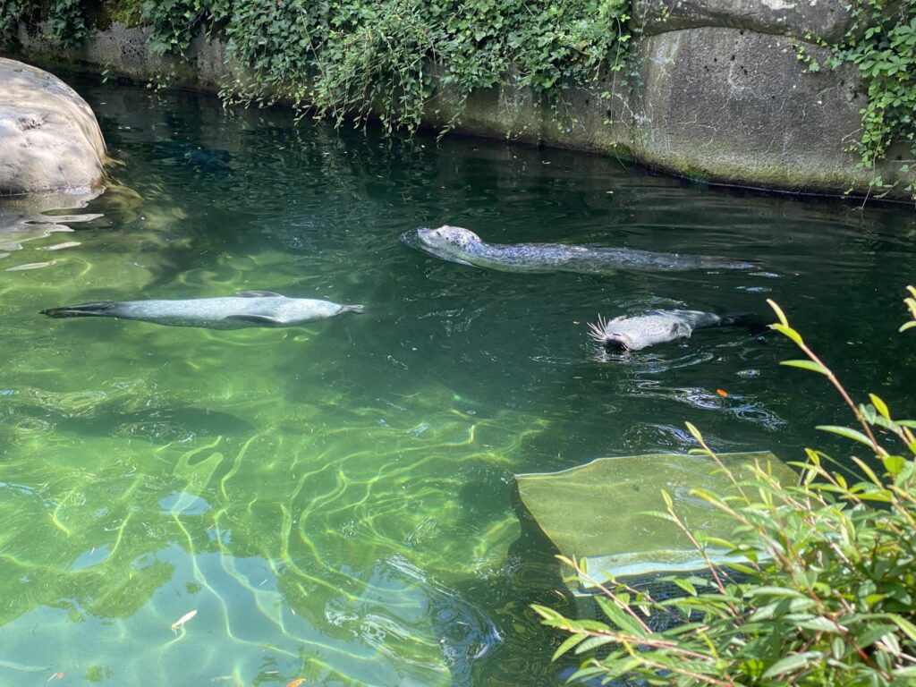 Bild der Seehunde im Zoo Zürich