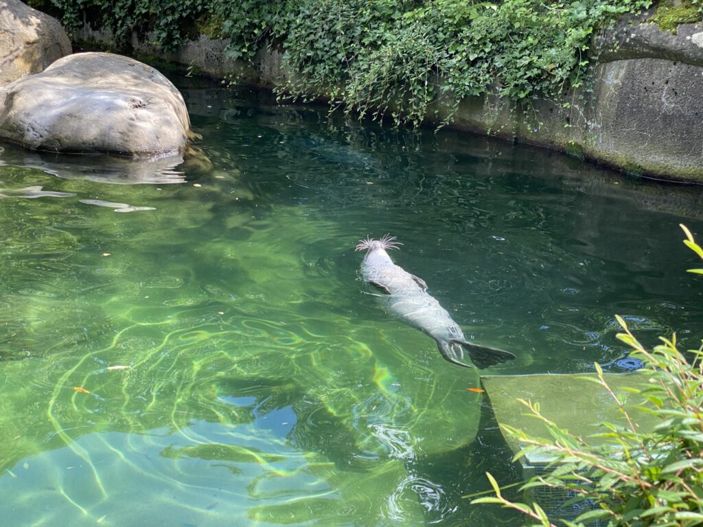 Bild der Seehunde im Zoo Zürich