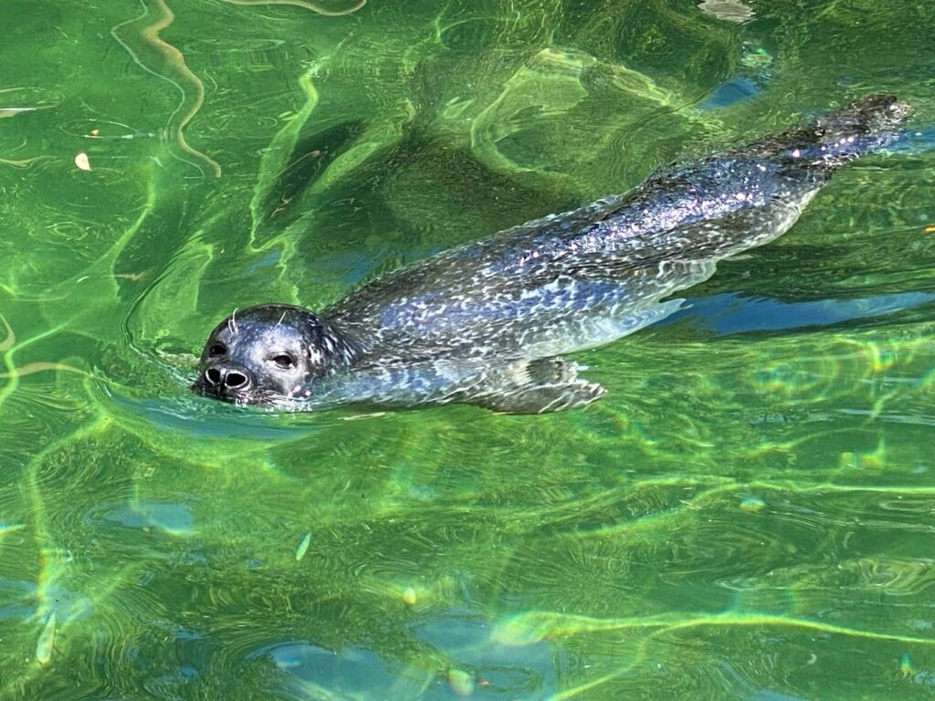 Bild der Seehunde im Zoo Zürich