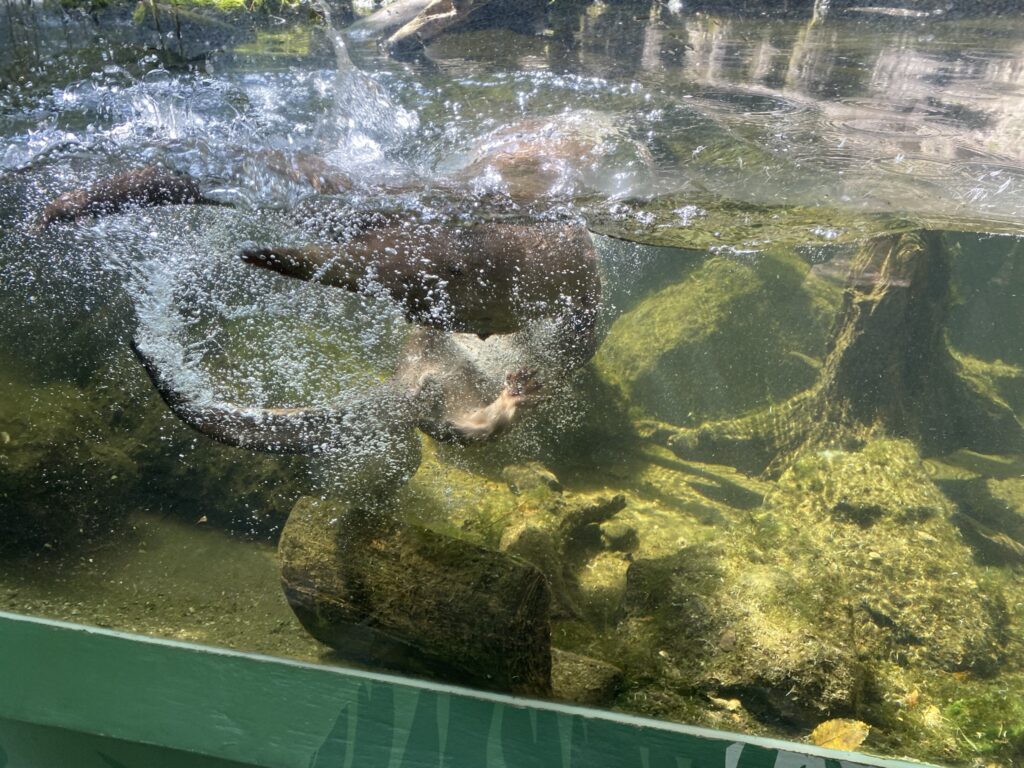 Bild der Fischotter im Zoo Zürich