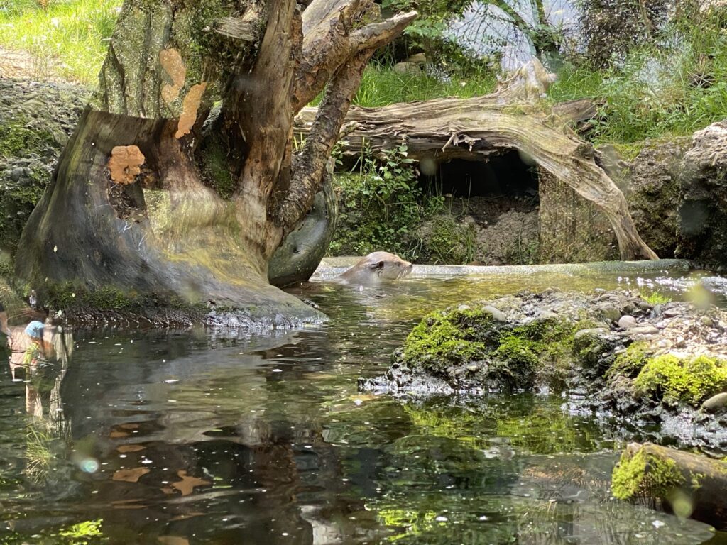 Bild der Fischotter im Zoo Zürich