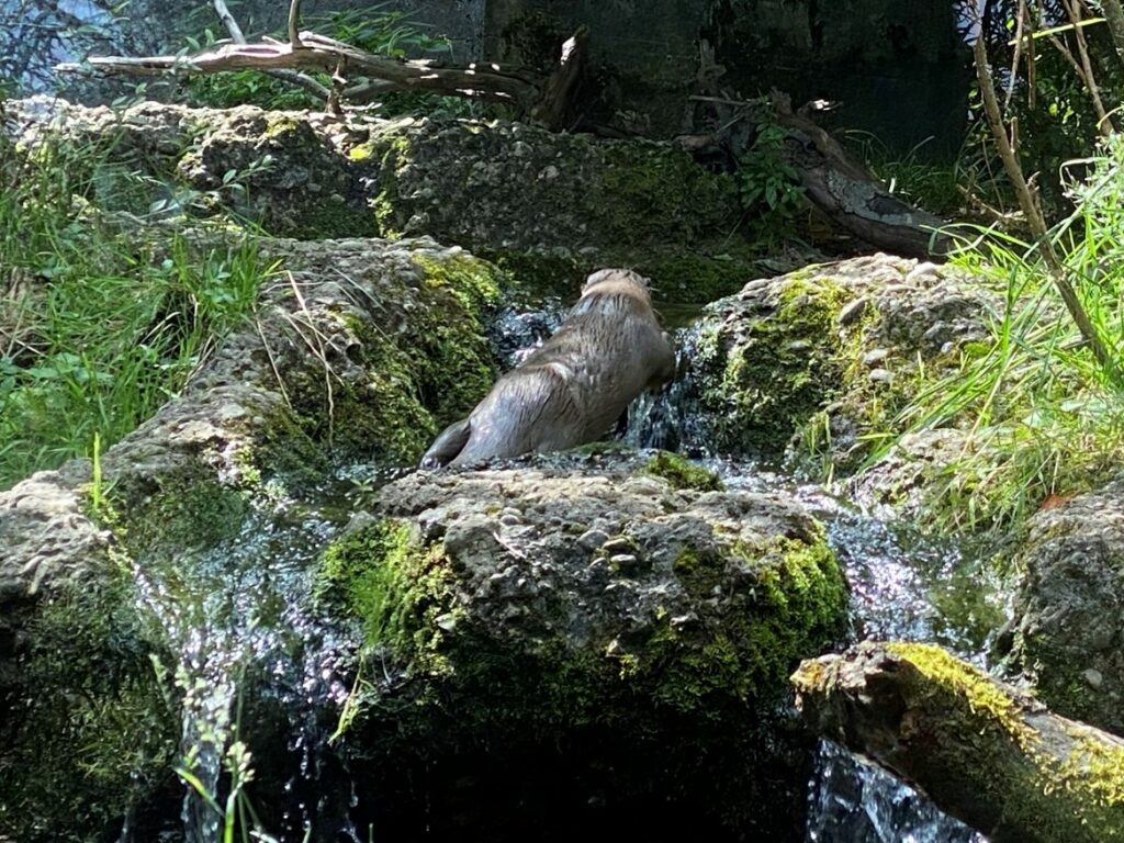 Bild der Fischotter im Zoo Zürich