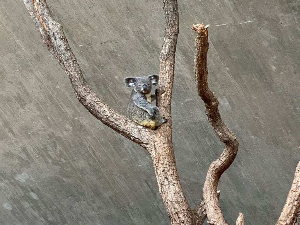 Bild des Koala Uki im Zoo Zürich