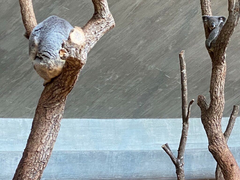 Bild des Koala Uki im Zoo Zürich