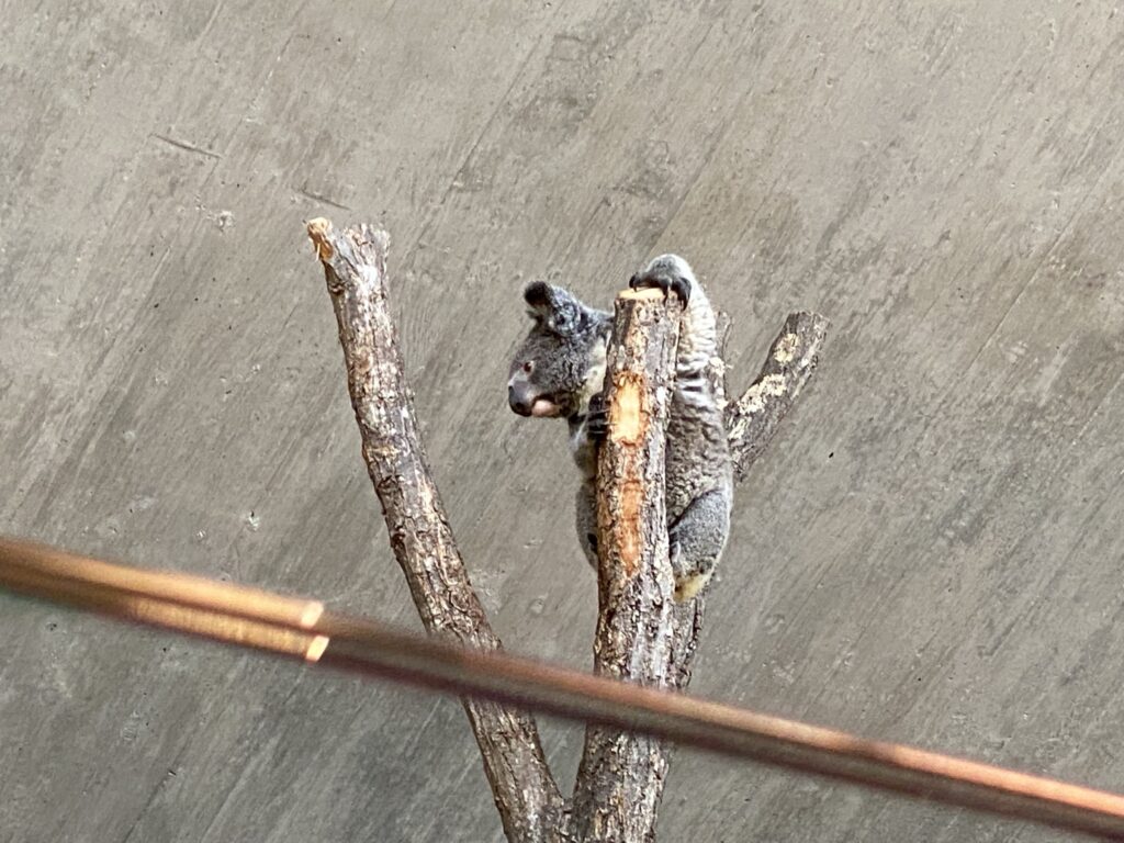 Bild des Koala Uki im Zoo Zürich