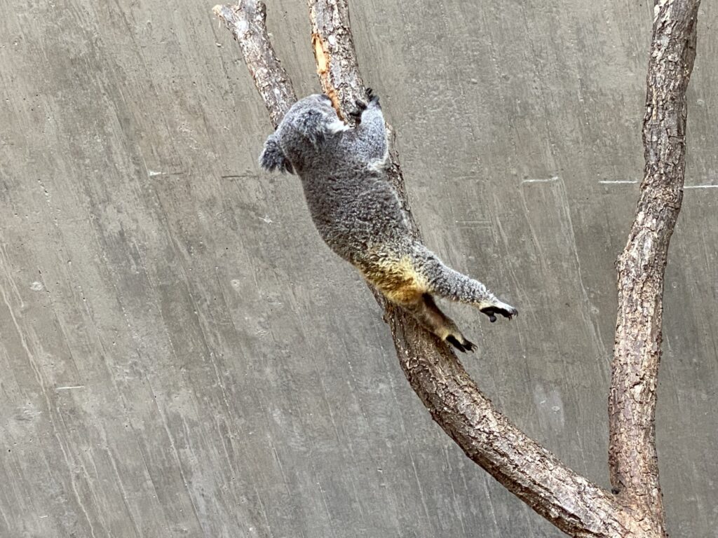 Bild des Koala Uki im Zoo Zürich