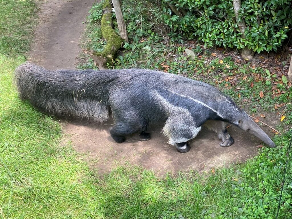 Bild des Nasenbärs im Zoo Zürich