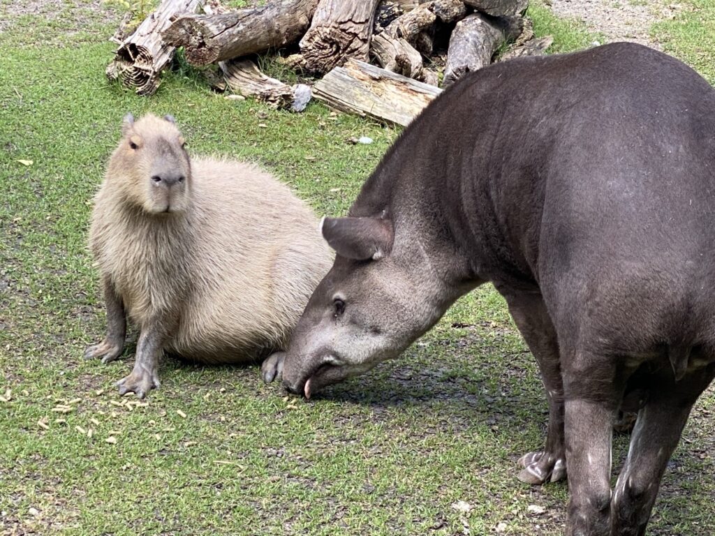 Bild des Capybaras und Tapirs im Zoo Zürich