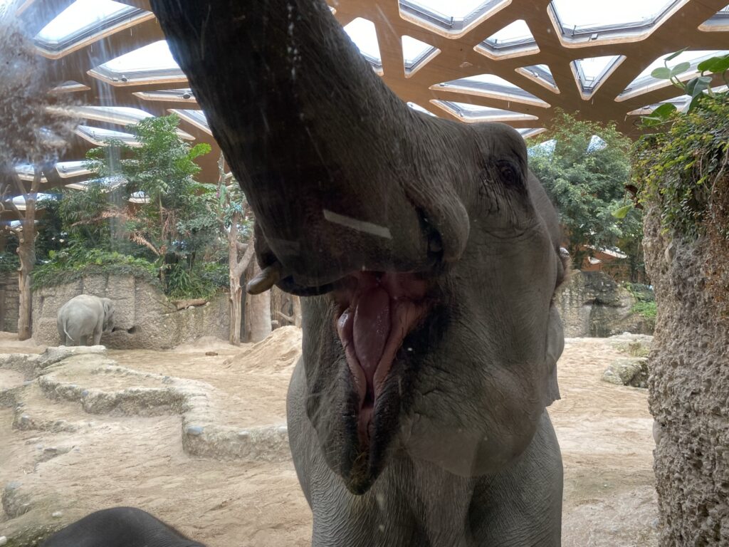 Bild der Elefanten im Zoo Zürich