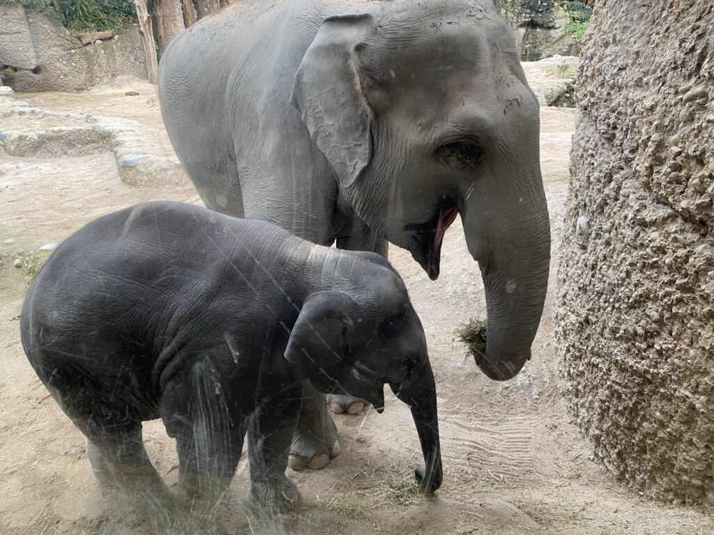 Bild der Elefanten im Zoo Zürich