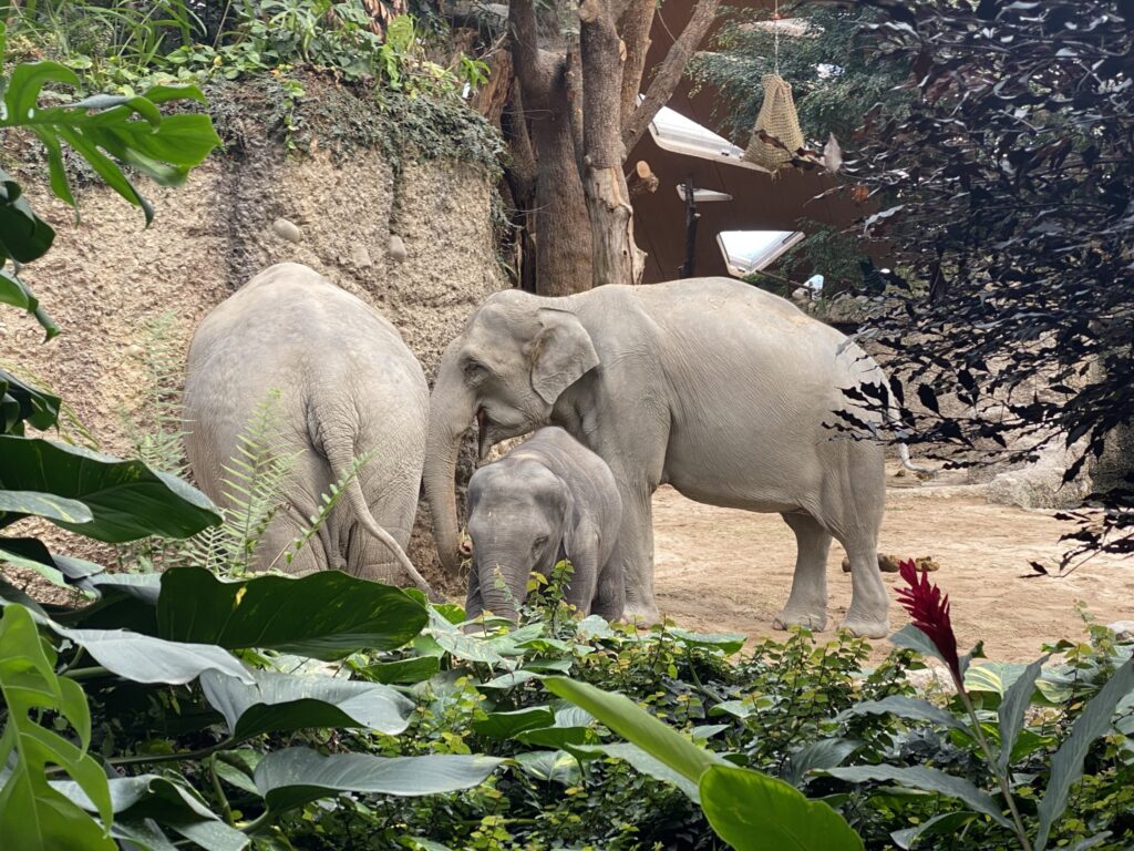 Bild der Elefanten im Zoo Zürich