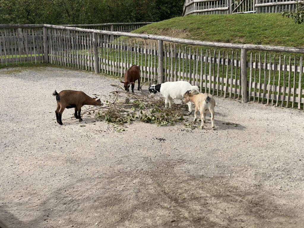 Bild der Ziegen im Zoo Zürich